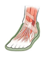 Strengthen Foot Muscles